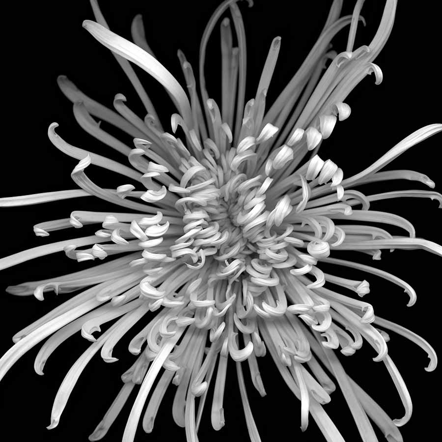 <strong>Huang Xu</strong>, <em>Flower Dahlia</em>, ed.1/6, 2011. Giclee print, 120 x 120 cm.